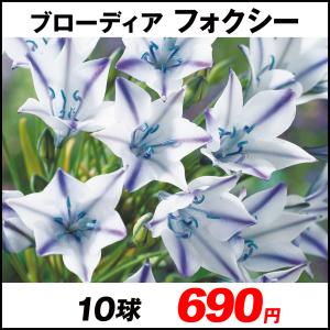 トリテレイア ブローディア 花 ガーデニング の商品一覧 通販 Yahoo ショッピング