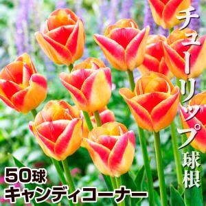 国華園 チューリップ 球根 キャンディコーナー 50球 チューリップの球根