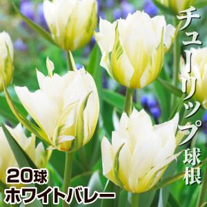 チューリップ 球根 ホワイトバレー (エキゾチックエンペラー) 20球 チューリップの球根 国華園