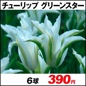 花の球根 ランキングtop100 人気売れ筋ランキング Yahoo ショッピング