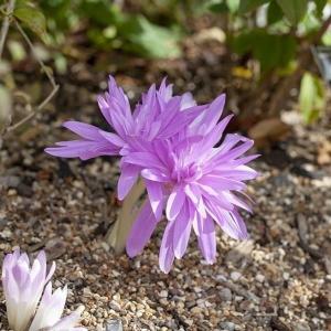 国華園 コルチカム 球根 ウォーターリリー 1球 コルチカムの球根 コルチカム球根 夏植え球根