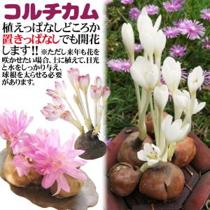 国華園 コルチカム 球根 ウォーターリリー 1...の詳細画像1