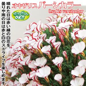 国華園 夏植え球根 オキザリス バーシカラー 10球の詳細画像1
