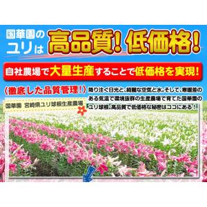 国華園 ユリ 球根 花ユリ オリエンタルリリー...の詳細画像2