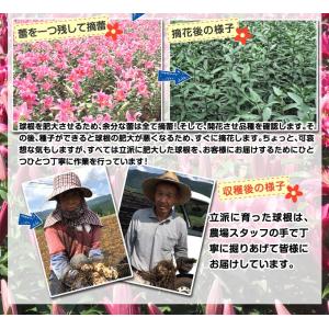 国華園 ユリ 球根 花ユリ オリエンタルリリー...の詳細画像3