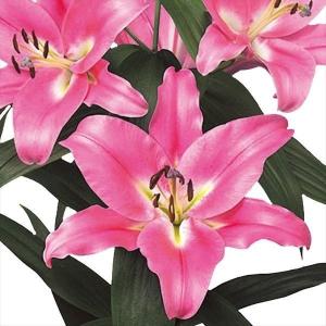 国華園 ユリ 球根 花ユリ オリエンタルリリー 大球 ピンクカサブランカ（ラブラドール） 100球 百合球根 ユリの球根