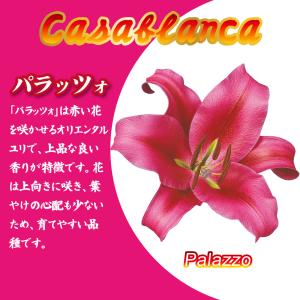 国華園 ユリ 球根 花ユリ オリエンタルリリー...の詳細画像2