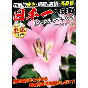 国華園 ユリ 球根 花ユリ オリエンタルリリー...の詳細画像1
