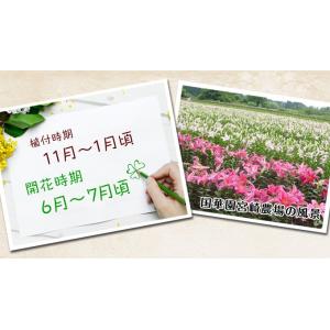 国華園 ユリ 球根 花ユリ オリエンタルリリー...の詳細画像5