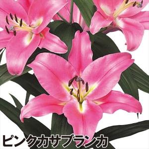 国華園 ユリ 球根 花ユリ オリエンタルリリー 特大球 ピンクカサブランカ（ラブラドール） 30球 百合球根 ユリの球根