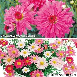 マーガレット 種の商品一覧 通販 Yahoo ショッピング