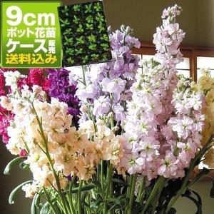 ケース花苗 トルコキキョウ 紫系ミックス (無選別) 24株（1