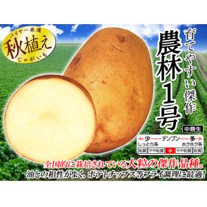 国華園 種芋 秋植えじゃがいも 農林1号 50...の詳細画像1