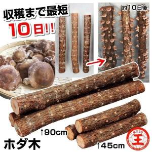 きのこ】キノックス 早生「なめこ 109号」種駒 500駒入り ☆販売期間は