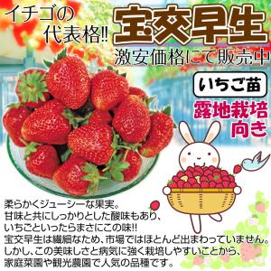 国華園 いちご苗 宝交早生 5株 / 家庭菜園...の詳細画像2