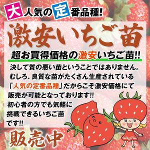 国華園 いちご苗 宝交早生 5株 / 家庭菜園...の詳細画像1