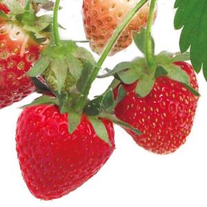 いちご苗 アイベリー 5株 / 家庭菜園 イチゴ苗 苺苗 イチゴの苗 いちご