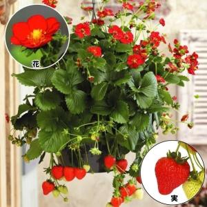 農家直送　紅ほっぺ　いちご苗　20株 滋賀県産いちご「紅ほっぺ」3Lサイズ 約250g×2パック: 近江の味