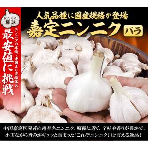 国華園 ニンニク 種球 嘉定ニンニク(バラ)(...の詳細画像2