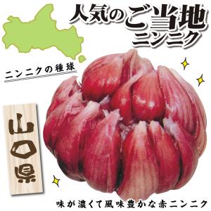国華園 ニンニク 種球 赤にんにく 10片 /...の詳細画像1
