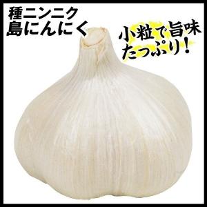 ニンニク 種球 島にんにく 250g / にんにくの種 ガーリック