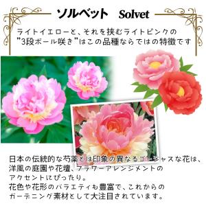 国華園 芍薬苗 ソルベット 1株 2〜3芽付素...の詳細画像2