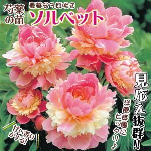 国華園 芍薬苗 ソルベット 1株 2〜3芽付素...の詳細画像1
