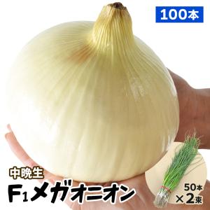 玉ねぎ苗（中晩生）大玉F1メガオニオン 100本