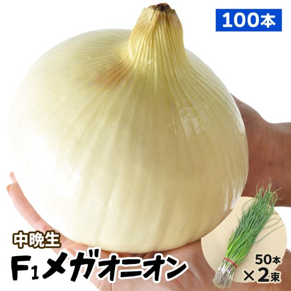 国華園 玉ねぎ苗（中晩生）大玉 F1メガオニオン 100本 抜き苗 貯蔵系 なえ タマネギ 玉葱