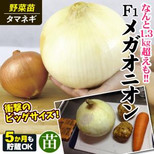 国華園 玉ねぎ苗(中晩生)大玉 F1メガオニオ...の詳細画像3