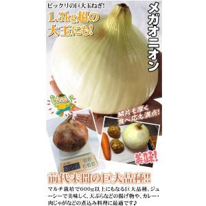 国華園 玉ねぎ苗(中晩生)大玉 F1メガオニオ...の詳細画像4