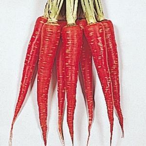 国華園 種 野菜たね ニンジン 真紅極早生金時 1袋（8ml） 人参 やさいの種
