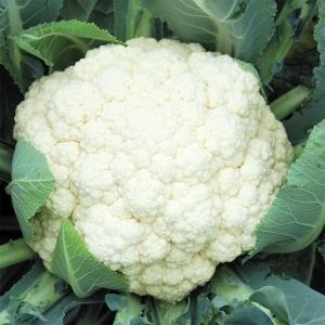 国華園 種 野菜たね カリフラワー F1白将軍 1袋（0.5ml） 花椰菜 やさいの種