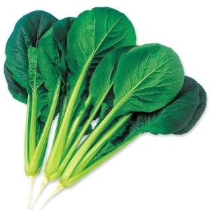 国華園 種 野菜たね 小松菜 F1ボリューム小松菜 1袋（4ml） コマツナ やさいの種