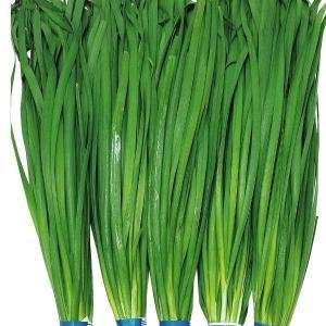国華園 種 野菜たね ネギ 改良九条葱 1袋（8ml） 葱 くじょう やさいの