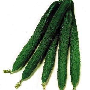 国華園 種 野菜たね 秋どり野菜 キュウリ F1...の商品画像