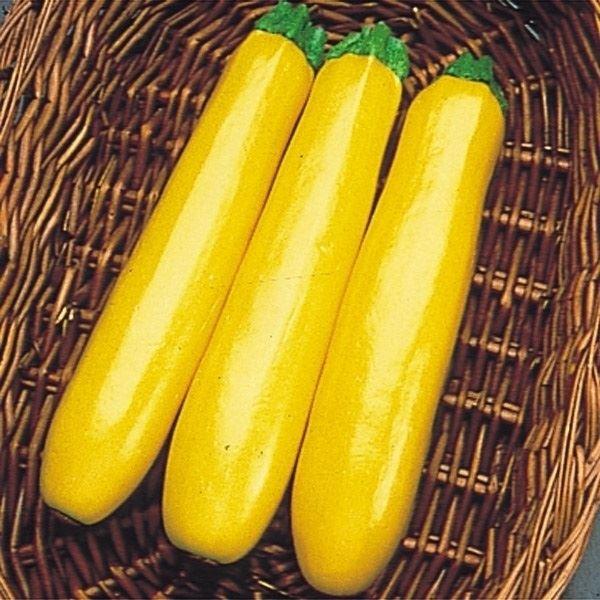種 野菜たね 露地抑制栽培 ズッキーニ F1イエローズッキーニ 1袋(4ml)