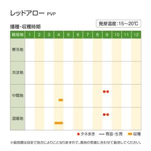 国華園 種 野菜たね タマネギ (極早生)レッ...の詳細画像4
