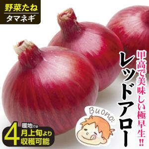国華園 種 野菜たね タマネギ (極早生)レッ...の詳細画像2
