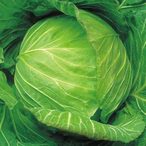 国華園 種 野菜たね キャベツ F1ふゆあまちゃん 1袋（2ml） 甘藍 やさいの種 爆買