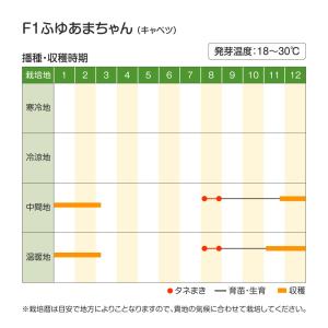国華園 種 野菜たね キャベツ F1ふゆあまち...の詳細画像3