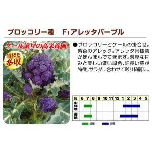 国華園 種 野菜たね ブロッコリー F1アレッ...の詳細画像2