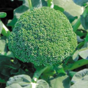 国華園 種 野菜たね ブロッコリー F1はやぶさマッハ 1袋（0.5ml） やさいの種 爆買