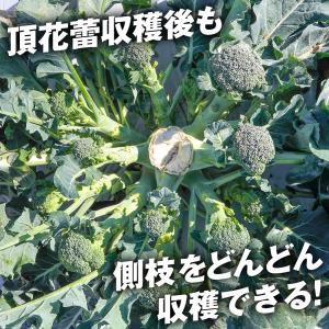 国華園 種 野菜たね ブロッコリー F1はやぶ...の詳細画像2