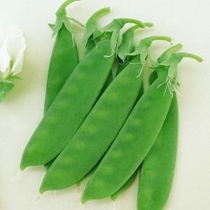 SK9-099 ブロッコリー種子 ペレット5000粒 【野菜種子】【サカタのタネ