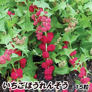 種 野菜たね 菜類 いちごほうれんそう 1袋(15粒)｜花と緑 国華園