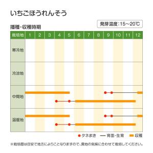 国華園 種 野菜たね 西洋野菜 いちごほうれん...の詳細画像2
