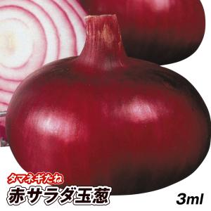 ジェットスター タマネギ 100g ジェットスター タマネギ 100g