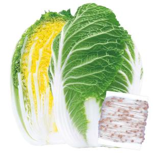 国華園 種 野菜たね シーダーテープ ハクサイ ...の商品画像
