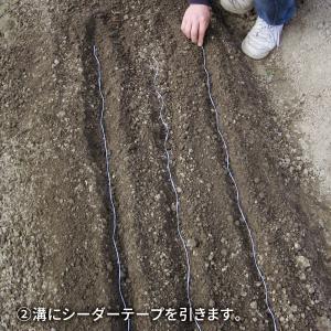 国華園 種 野菜たね シーダーテープ ハクサイ...の詳細画像4